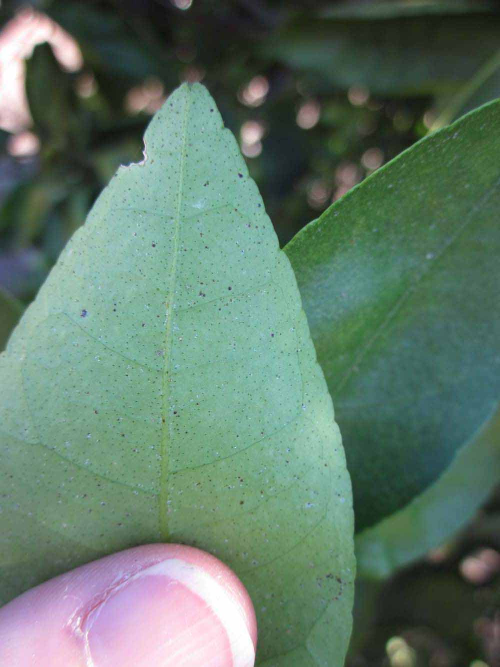              Margin (Winter Haven, FL)       